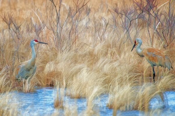 Painting storks are standing in the reeds