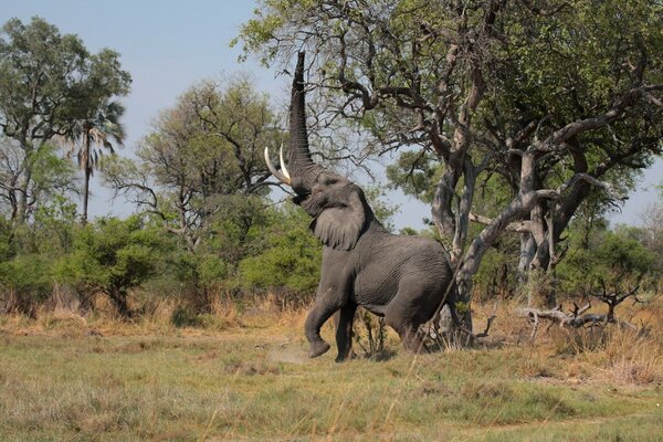 Desktop wallpaper with an elephant