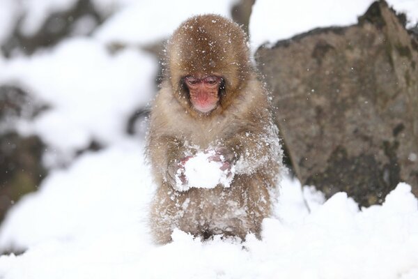 Singe regardant une boule de neige aveugle