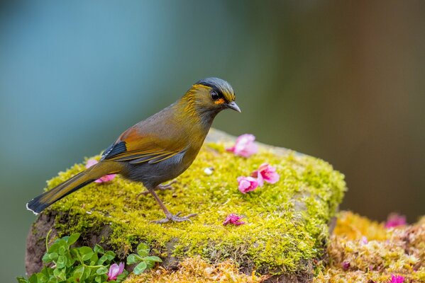 Beautiful bird on a background of flowers, grass and moss