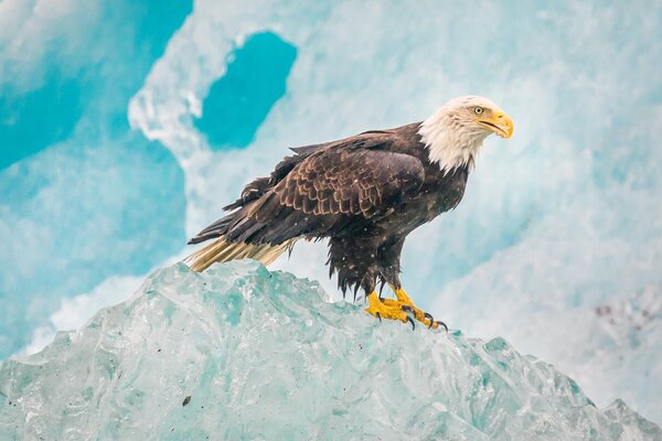 Aquila calva nel parco nazionale in inverno