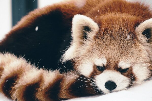 Czerwona panda leży w kłębku na śniegu