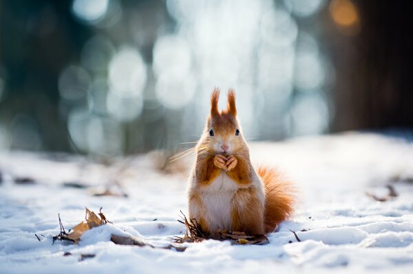 Ardilla en invierno se sienta en la nieve