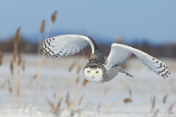 Hibou polaire ailes ciel