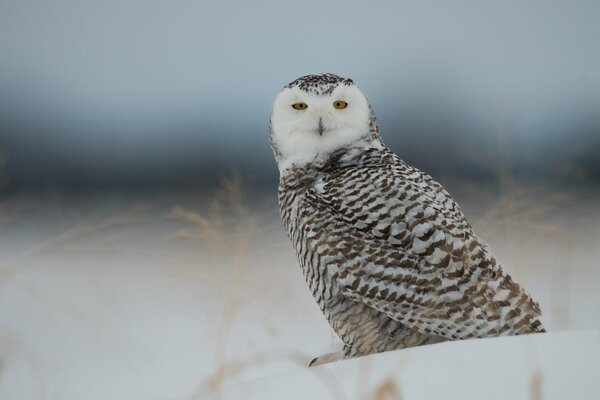 Paysage d hiver avec hibou polaire