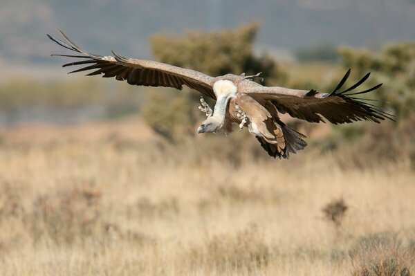 Aquila che vola per la preda nella steppa