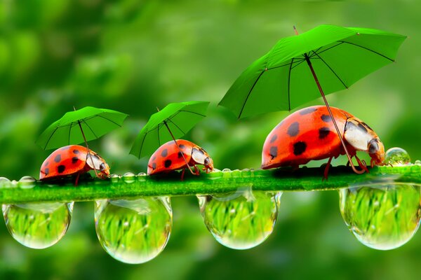 Ladybugs with umbrellas walk on the grass with dew