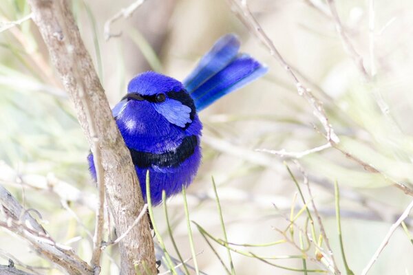 Pájaro azul brillante en las ramas de un árbol