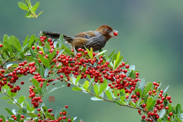 Oiseau de bureau avec branche de baies