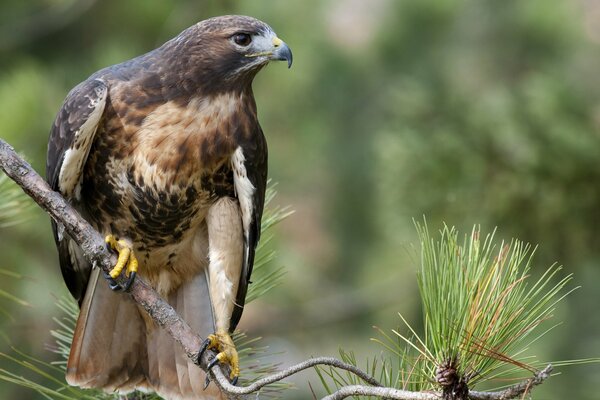 The red-tailed buzzard looks at the victim