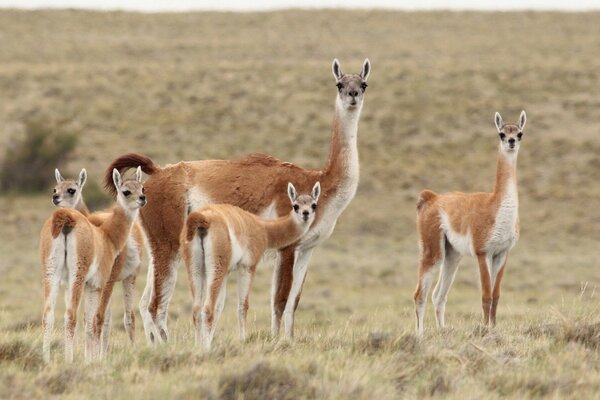 A family of llamas walks in the steppe