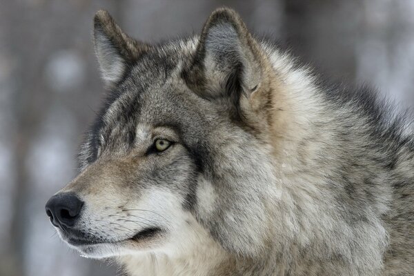 Wolf mit dicken grauen Haaren auf Naturhintergrund