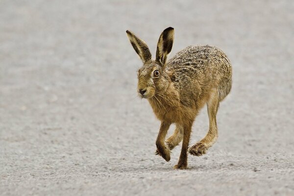 The gray hare runs a kind of half-side