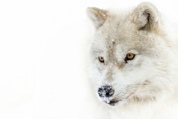 La mirada del lobo depredador Ártico