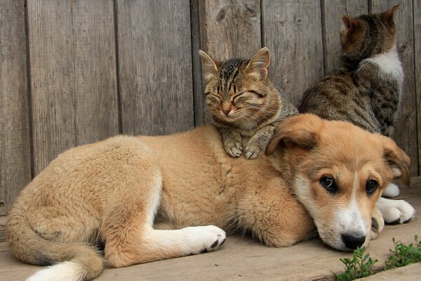 Cat and dog are best friends