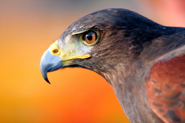 Ein junger Adler und sein mächtiger Schnabel