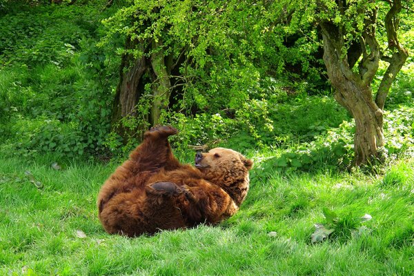 Медведь валяется на траве в лесу