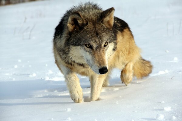 Ein wandernder Wolf im Winter