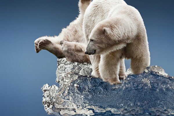 Polar bears frolic on an ice floe