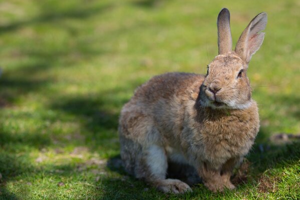 The gray rabbit hid in the grass