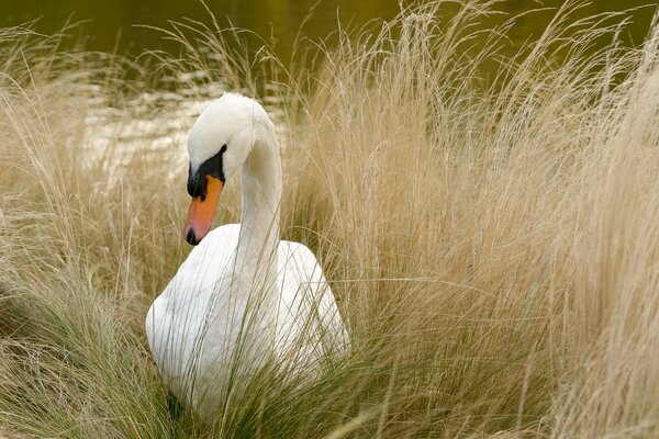 Weißer Schwan im gelben Gras