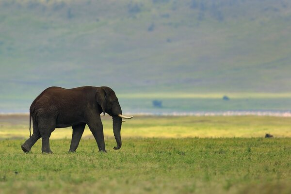 Elefante en el fondo de la naturaleza