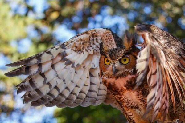 Le regard d un hibou aux ailes déployées