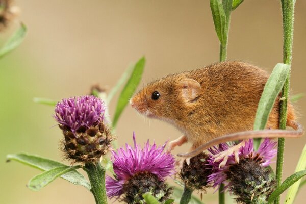 Macro of a baby mouse sitting on a burdock