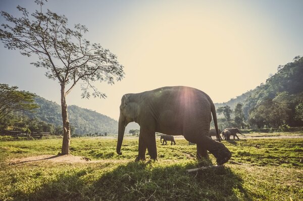 Troupeau d éléphants marchant au soleil