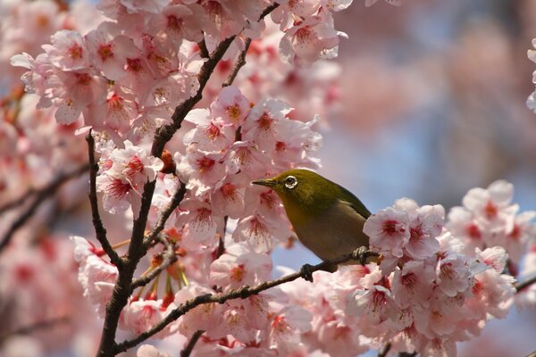 A bird is sitting on a sakura branch