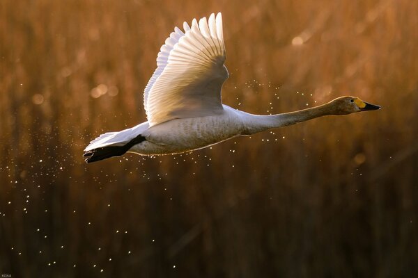 A beautiful goose takes off from the water