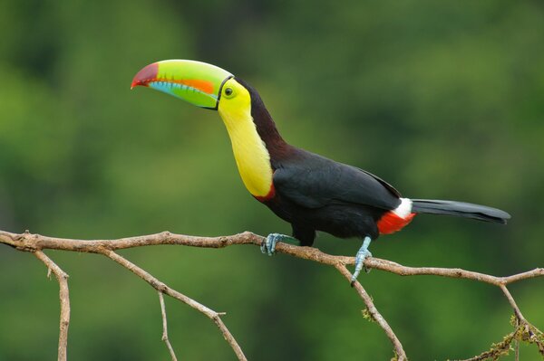 Beau Toucan dans un énorme Pecker