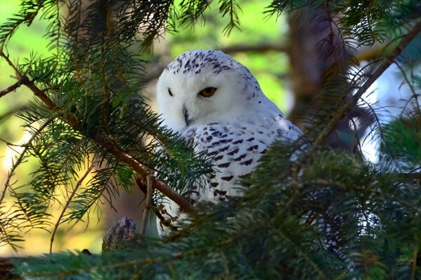 A white owl on a spruce branch