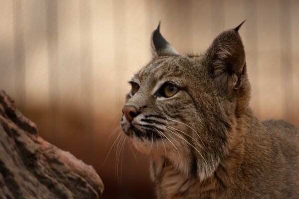 La lince carnivora guarda avanti