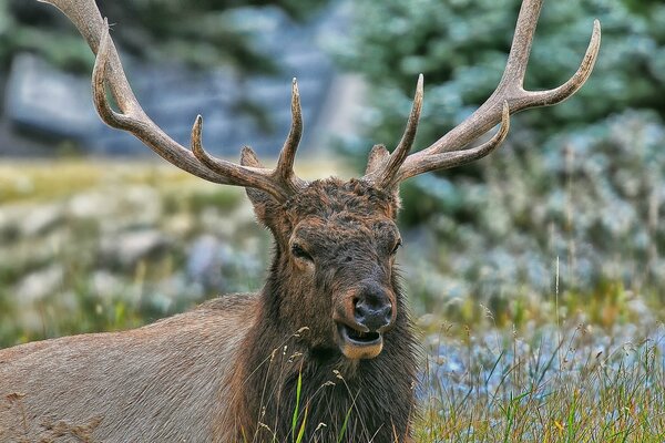 Cerf avec de grandes cornes dans l herbe