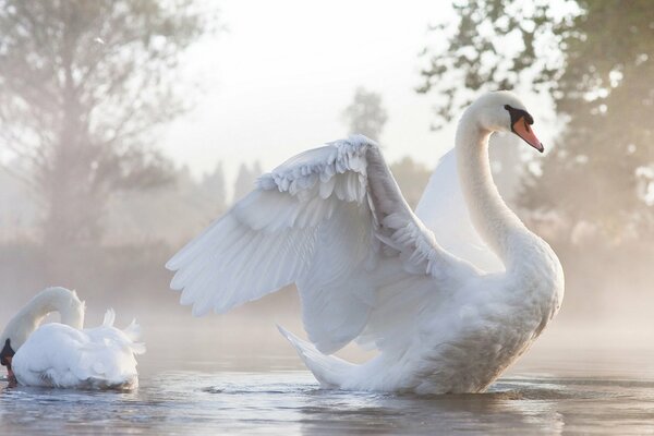 A pair of swans on a misty water surface