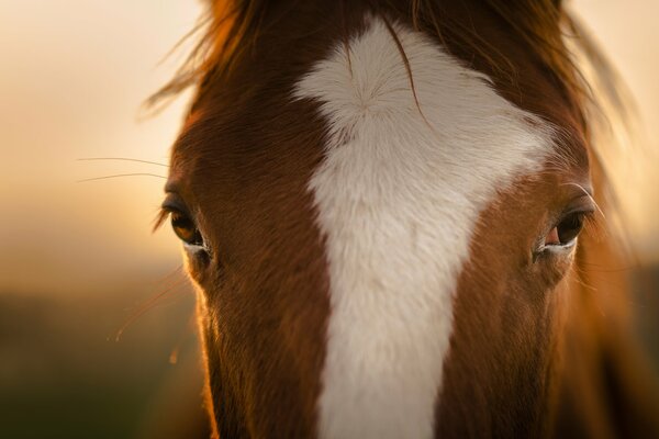 Significato profondo negli occhi del cavallo che guarda