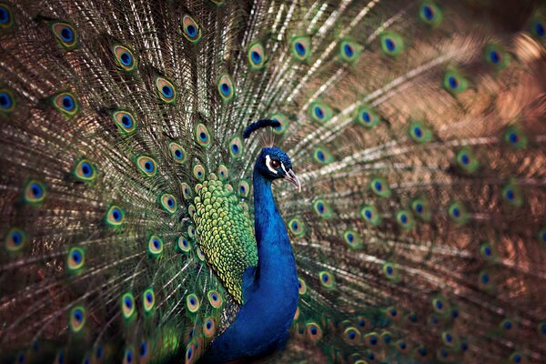 Macro shooting of a peacock with a destroyed tail