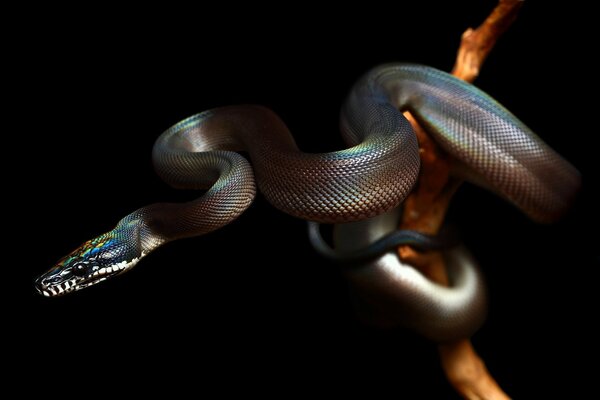 A chamelion-colored reptile on a branch