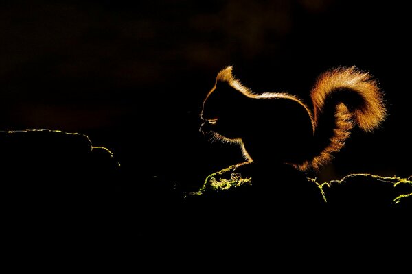 Silhouette of a squirrel with a fluffy tail sitting on a branch on a dark night background