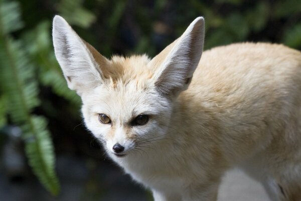 Böser Fuchs mit großen Ohren