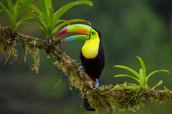 Regenbogenfarbener Tukan auf einem Ast bei Regen