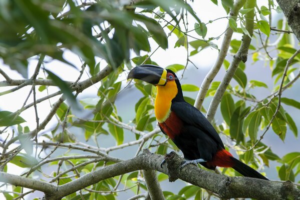 Oiseau Toucan sur l arbre photo