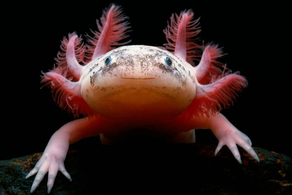 Mexican salamander of a reddish hue