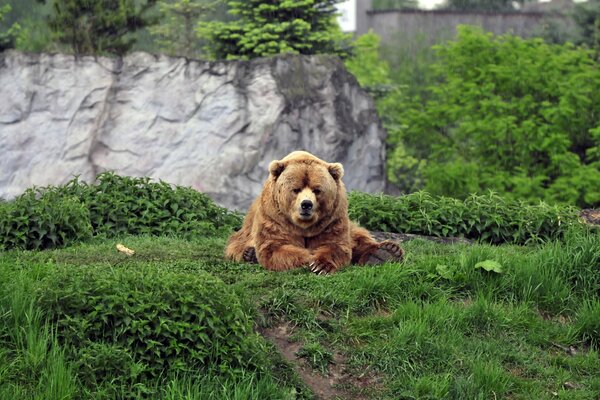 Ours brun au repos dans la clairière