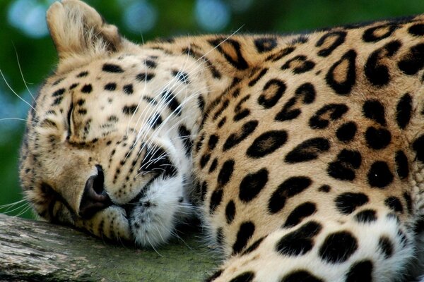 Leopardo femmina che dorme all ombra