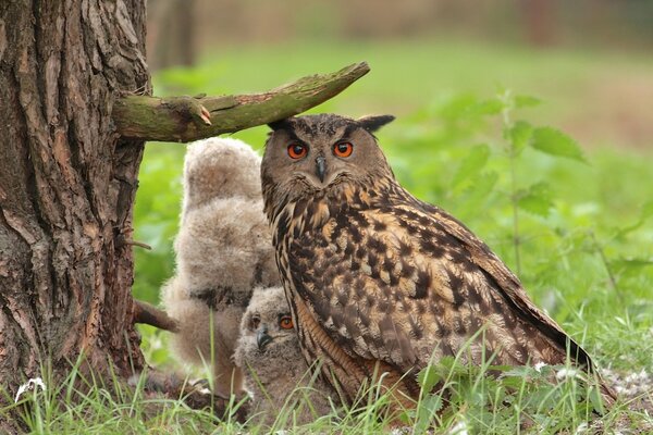 Desktop wallpaper with an owl