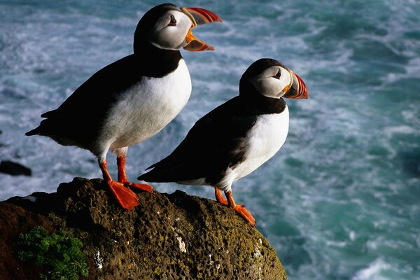 Bellissimi cul-de-sac sulle rocce vicino al mare