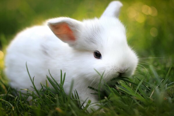 White rabbit eats grass photo