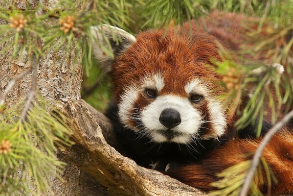 Roter Panda sitzt am Baum